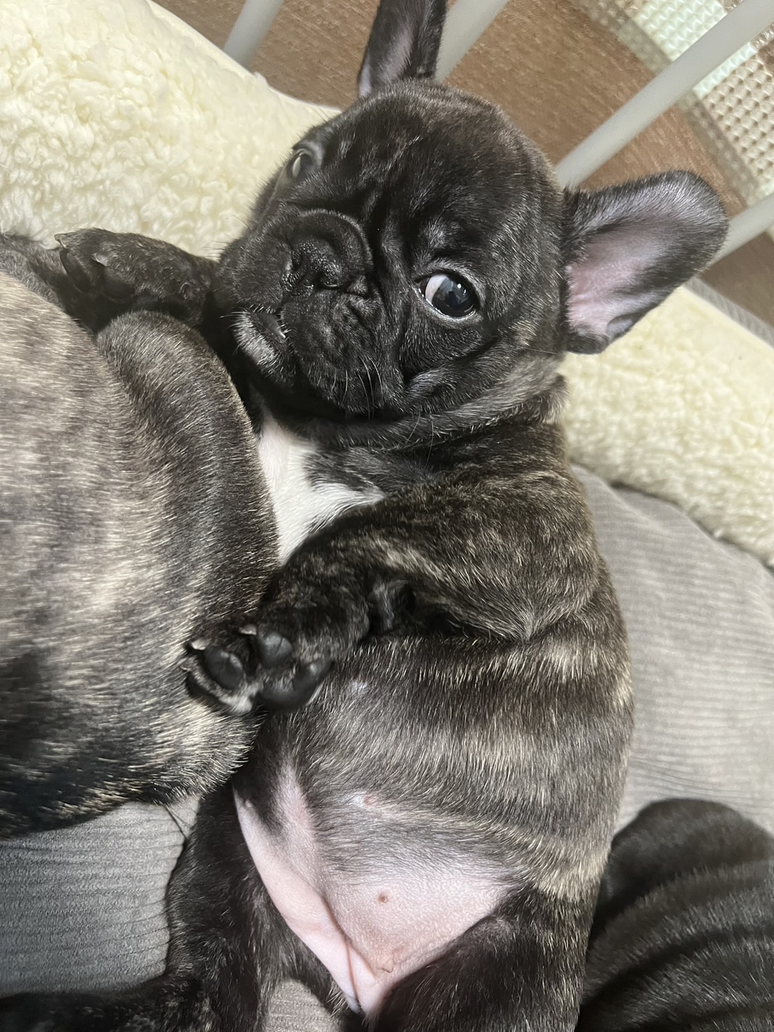 �t�����`�u���h�b�O �e��