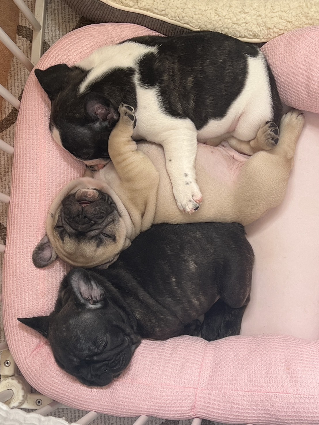 �t�����`�u���h�b�O �e��