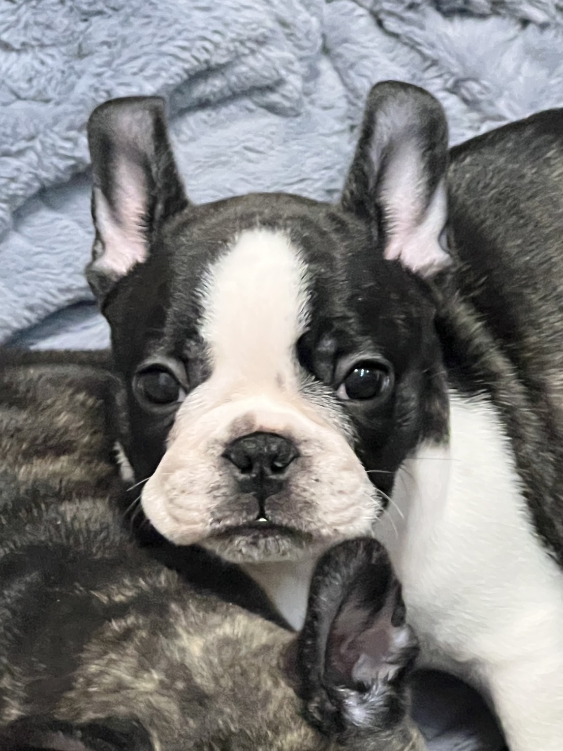 �t�����`�u���h�b�O �e��