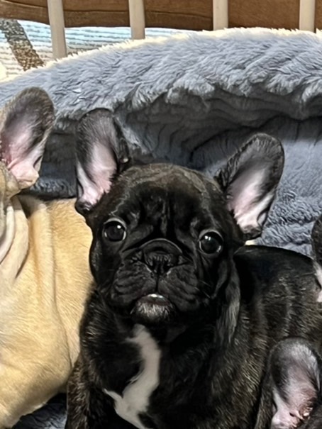 �t�����`�u���h�b�O �e��