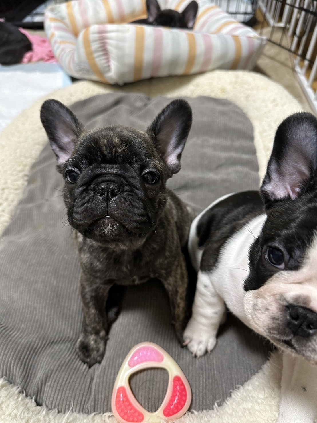 �t�����`�u���h�b�O �e��