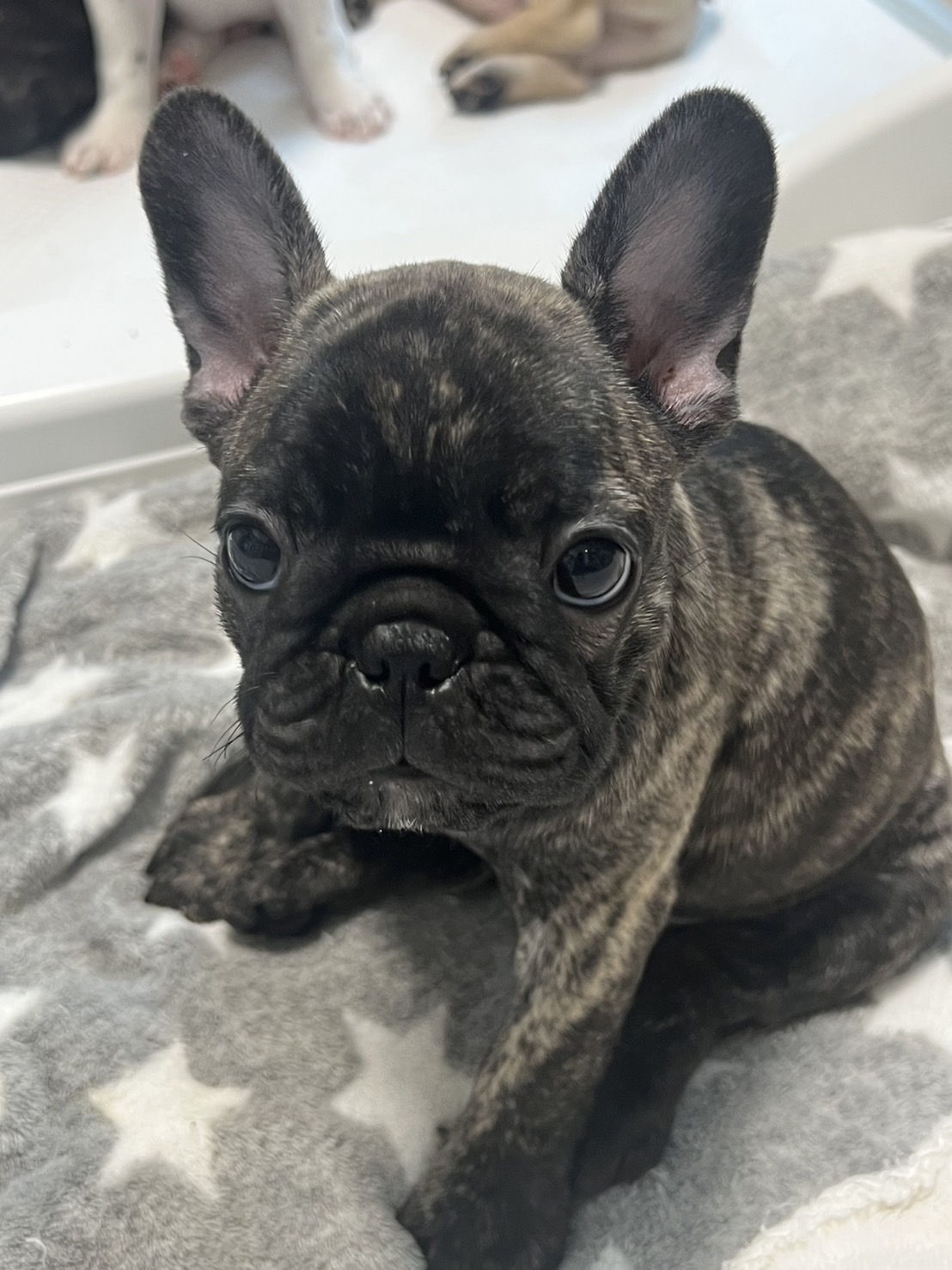 �t�����`�u���h�b�O �e��