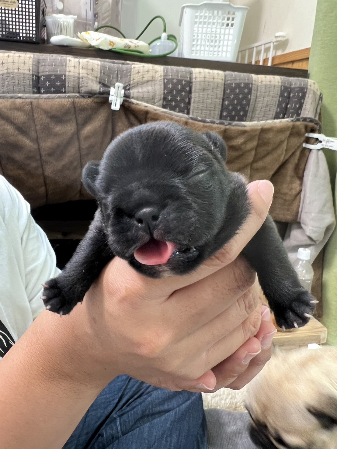 �t�����`�u���h�b�O �e��