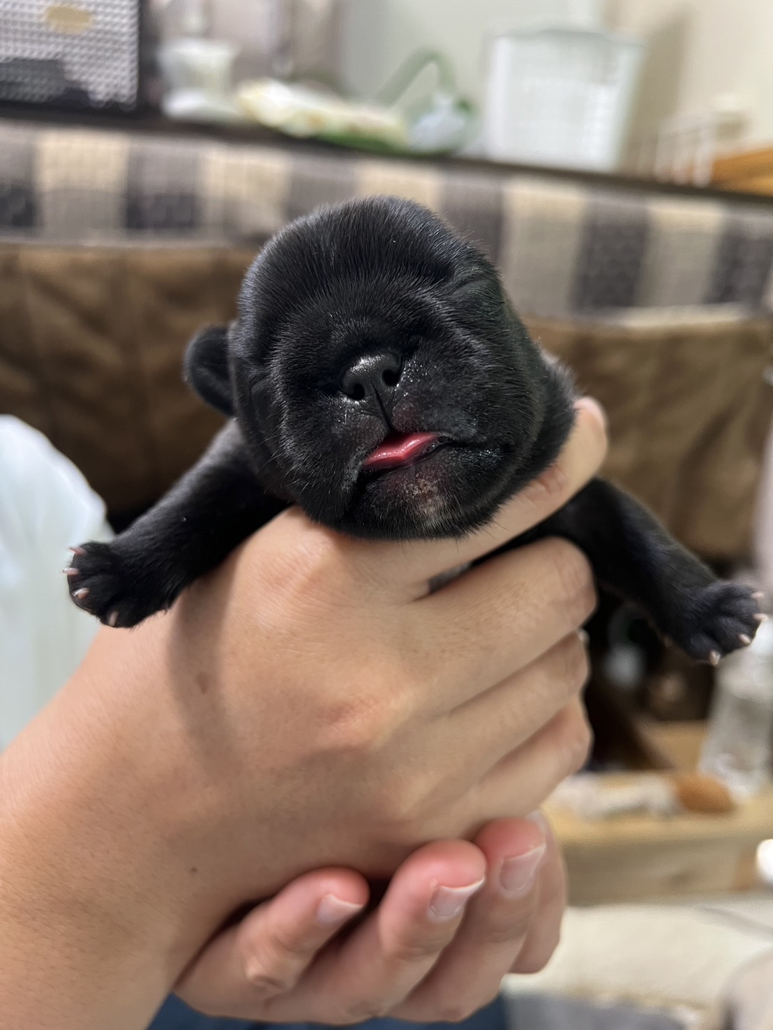 �t�����`�u���h�b�O �e��