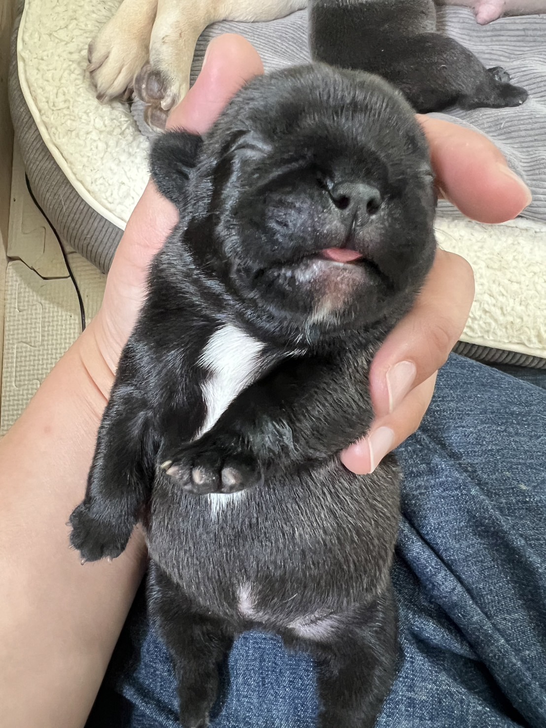 �t�����`�u���h�b�O �e��