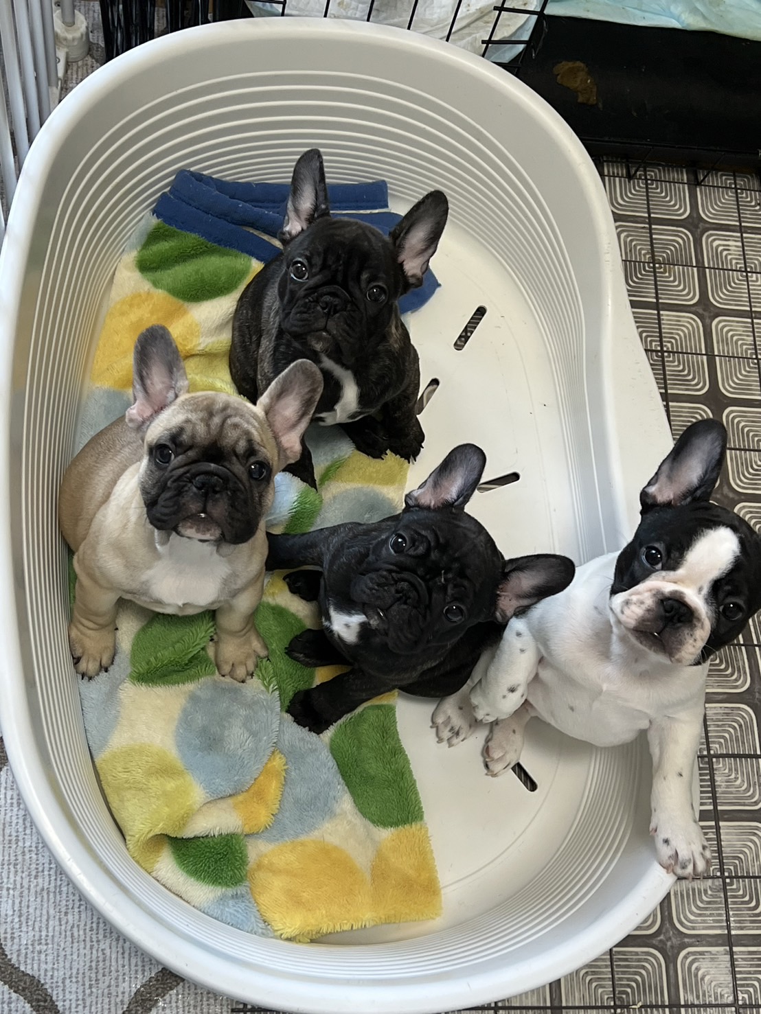 �t�����`�u���h�b�O �e��