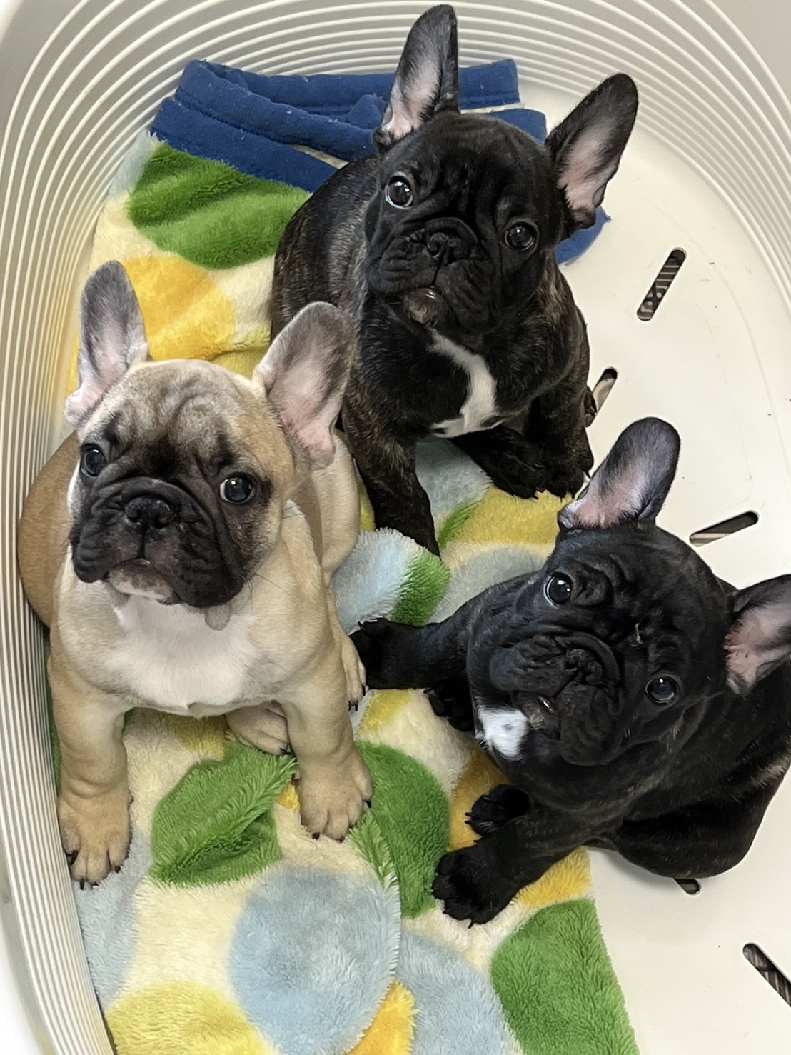 �t�����`�u���h�b�O �e��