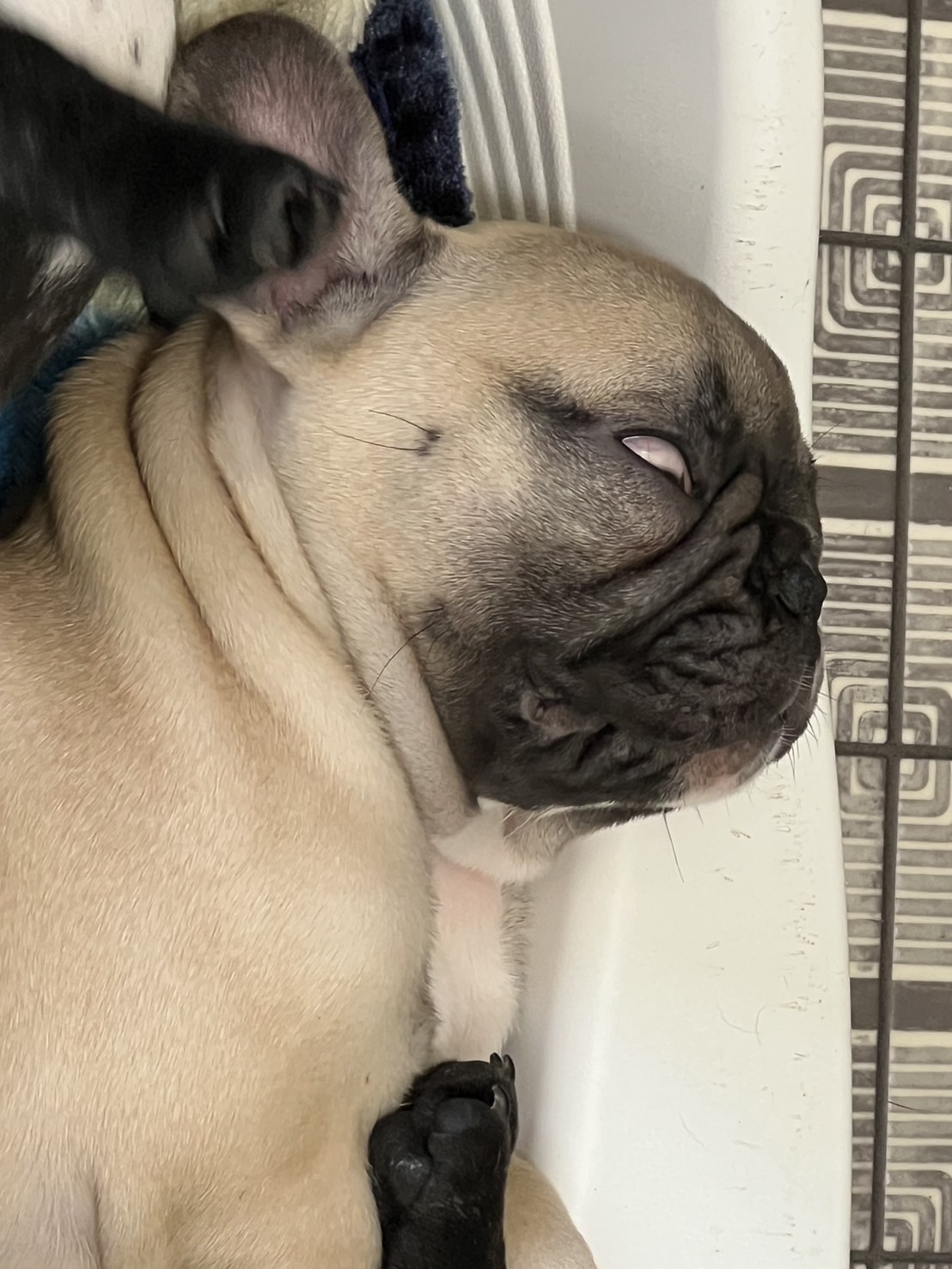 �t�����`�u���h�b�O �e��