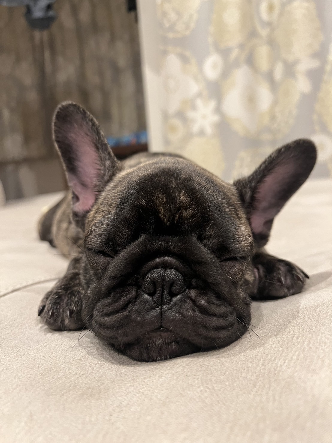 �t�����`�u���h�b�O �e��