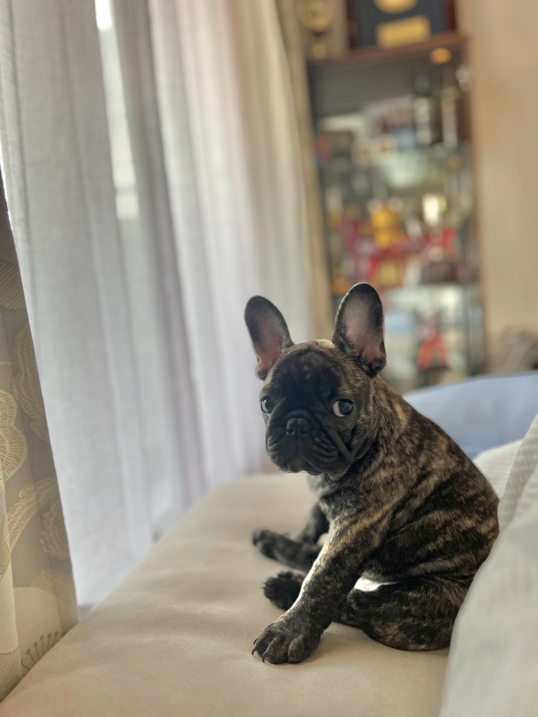 �t�����`�u���h�b�O �e��