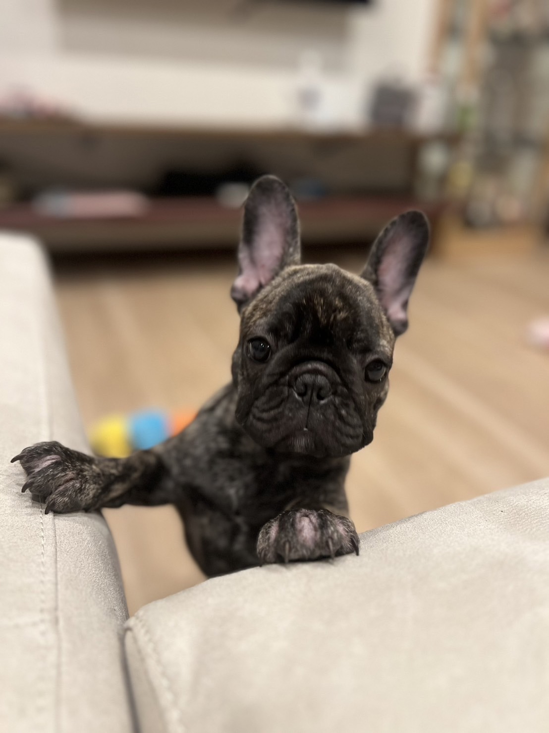 �t�����`�u���h�b�O �e��