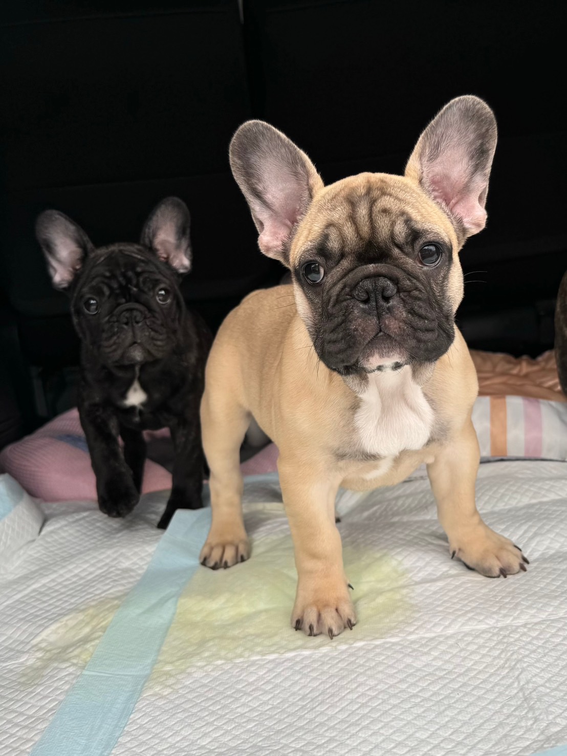 �t�����`�u���h�b�O �e��