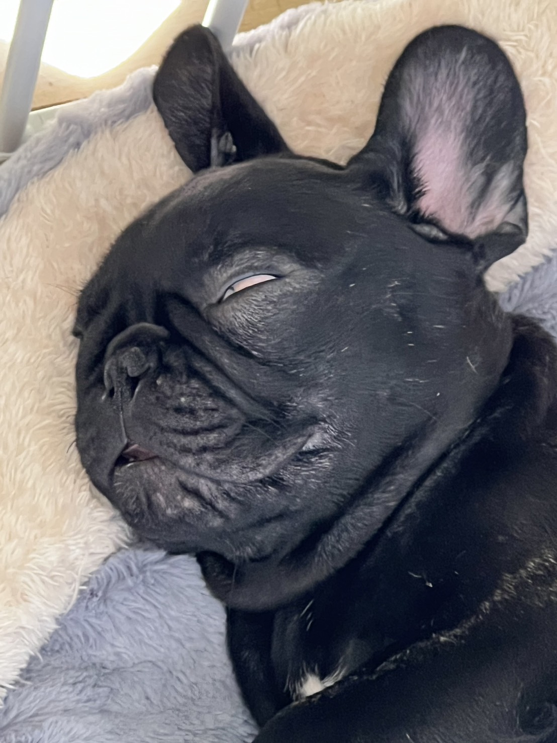 �t�����`�u���h�b�O �e��